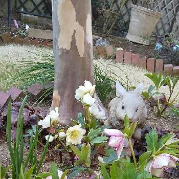 夏椿 沙羅の画像 by cookさん | 小さな庭と木陰でとウクライナに平和をとシンボルツリーと夏椿 沙羅とコガネムシとの戦い❗️とおうち園芸と クリスマスローズと芝生の庭