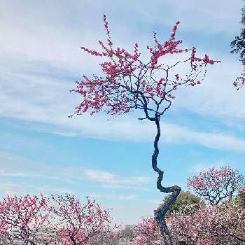 梅の木。の画像 by lasfloresMariさん | お出かけ先と 梅の花と池上梅園と癒しの空間と梅の木。と幸せな時間