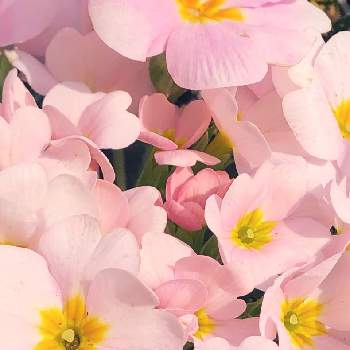 プリムラ・ジュリアンの画像 by さくらさん | 小さな庭とプリムラ・ジュリアンと春待ちと日差しを浴びてとおうち園芸