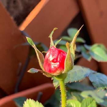 バラのつぼみの投稿画像一覧 Greensnap グリーンスナップ