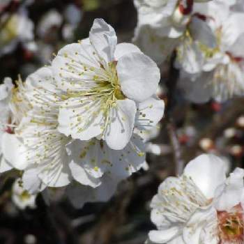 白梅の花の画像 by トミオーさん | 小さな庭と季節の花と白梅の花と芳香と京都丹波亀岡