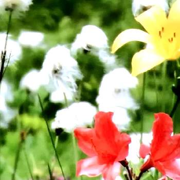 レンゲツツジの花の投稿画像一覧 Greensnap グリーンスナップ