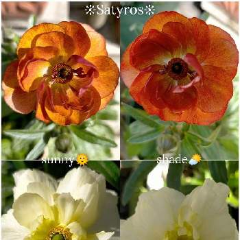 ラナンキュラスラックス サティロスの画像 by miuさん | 小さな庭とピカピカと育てる楽しみとつやつやとラナンキュラスラックス サティロスとラナンキュラスラックス・グレーシスと花のある暮らしとラナンキュラスラックスの花とかわいいな♡