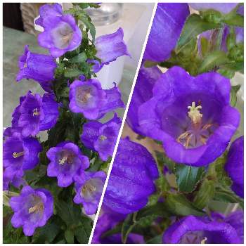 カンパニュラの投稿画像一覧 Greensnap グリーンスナップ