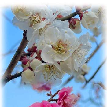 白梅の花の画像 by ひろみさん | お出かけ先と濃いピンク色と白梅の花と公園と春の色と愛しい命と今日の一枚といつもの公園とお気に入りです♬と乙女色クラブと紅梅の花