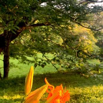 原っぱの画像 by fumiさん | スカシユリと原っぱと花パトロールと花のある風景と２０２０年５月同期と暮らしに癒しをと佐倉城址公園と緑のある風景