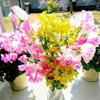 exexの画像 by たのこさん | 部屋とスイートピーと菜の花とexexとウクライナに平和をと花と緑のある暮らしとピンクの花とピンク❤︎ピンクと黄色い花としあわせ♡と花のある暮らしとお花は癒しとかわいいとフラワーアレンジメントとアレンジメント