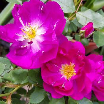 品種不明の画像 by IKUMAMAさん | 小さな庭とカワイイ～☺️と咲いてくれてありがとう❤とおうち園芸と品種不明と鉢植えのバラと嬉しいプレゼント☆とバラ・ミニバラ