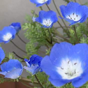 ブルーのお花♡の画像 by ✴︎DGさん | お花とお花が好き♡とお花好きの人と繋がりたいと今日も元気に頑張ろう‼️とブルーのお花♡とネモフィラ♡とインシギニスブルー