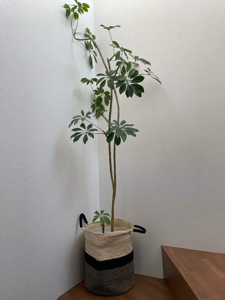 シェフレラさんがやってきた Greensnap グリーンスナップ