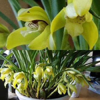 芳香性の画像 by kazu5hoppyさん | 小さな蘭とマキシラリア・ポルフィロステレと明るい窓辺と芳香性と黄緑色