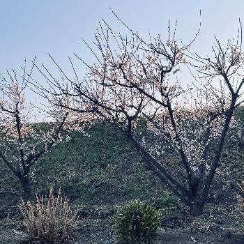 梅の木。の画像 by 森の小人さん | 梅の花♪と自然農法と実のある暮らしとナチュラルライフと梅の木。と春が楽しみ♡とナチュラルスタイルと花のある暮らしとシンプルライフ