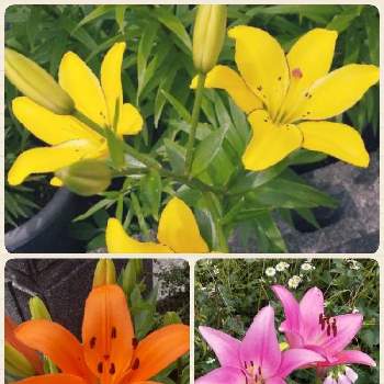 ピンクは大好きな色〜♡の画像 by ノッコちゃんさん | 小さな庭とユリ（スカシユリ）と可憐な花と大切な癒やしと可愛い❤と可愛い花と色々な色とおきにいり ♡と大好きなお花♡とピンクは大好きな色〜♡とお花畑    と♥︎すてき♥︎と黄色の花とオレンジ色と花のある暮らし