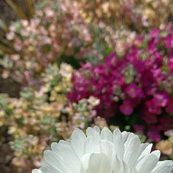 初めて♡の画像 by mimiさん | 小さな庭と待っていたよと春♡と白いアネモネ♡と可愛い〜♡とアネモネ♡と初めて♡