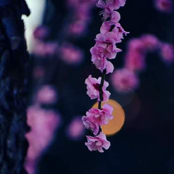 紅梅の花の画像 by レインさん | お出かけ先と癒やされるとうめのはなとかわぃぃ。と花いろいろとまだまだ初心者と花のある暮らしと紅梅の花