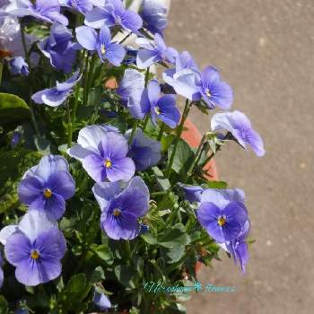 青い冬の花2022の画像 by Hirochan＊  flowersさん | テラスとビオラと青い小さな花マニアとJuneの会と青い冬の花2022と可愛いと青い花マニアと春の日差しと小さな花とチーム・ブルーとお花好きの人と繋がりたいと植木鉢とチーム・ブルーNo.102と青い花が好き