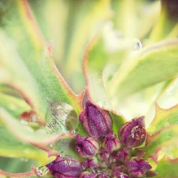 エリシマム　コッツウォールドジェムの画像 by mimozaさん | 小さな庭とエリシマムとエリシマム　コッツウォールドジェムと雨粒と斑入りフェチと雨粒シリーズ☆