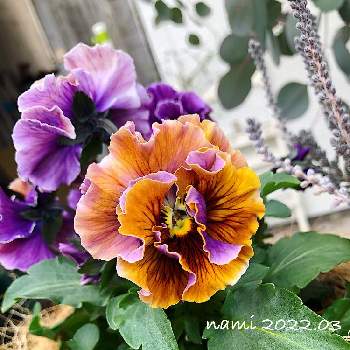 パンジー・パルムディールの画像 by namiさん | アプローチとパンジー・パルムディールとパンジーとマイ・コレクションと強くたくましくと放置栽培と植中毒と春まで頑張る！とやっぱり花が好き♡と咲いた！