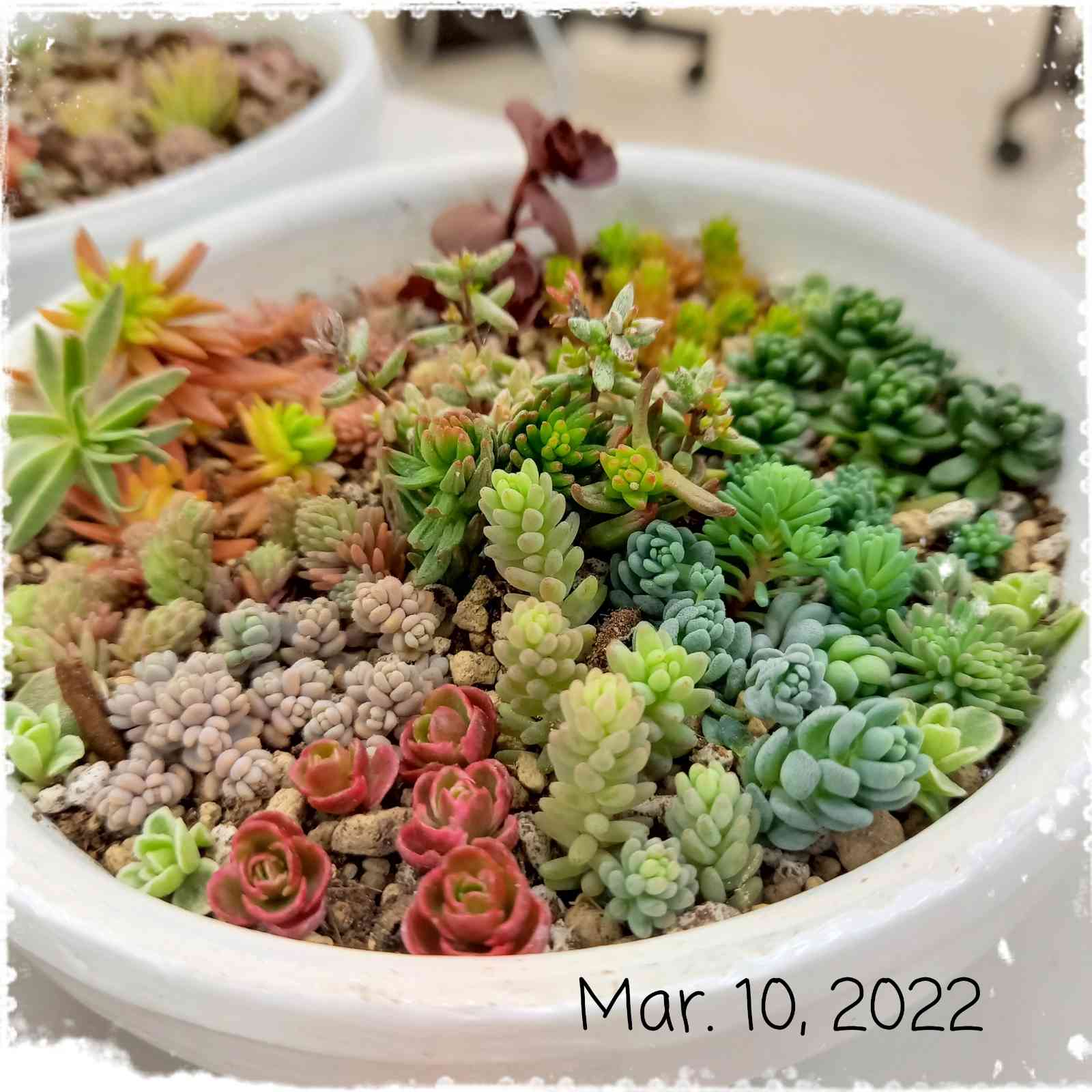 セダム スパイラルステアケースの一覧｜🍀GreenSnap（グリーンスナップ）