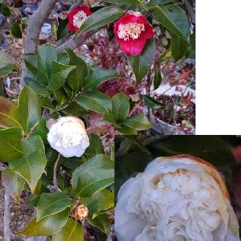 卜半椿(ボクハンツバキ)の画像 by クリスさん | 小さな庭と卜半椿(ボクハンツバキ)と赤い椿の花とお気に入りと白い椿と美しい花と鉢植えと地植え