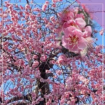 梅の花♡の画像 by 鈴さん | お出かけ先とGS花友さんに感謝と胸キュンと平和な日本に感謝とピンクの花がすきと梅の花♡と春色ピンク