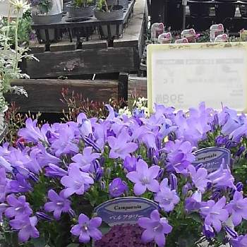 カンパニュラ ベルフラワーの投稿画像一覧 Greensnap グリーンスナップ