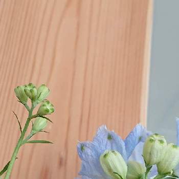 デルフィニウム水色の投稿画像一覧 Greensnap グリーンスナップ