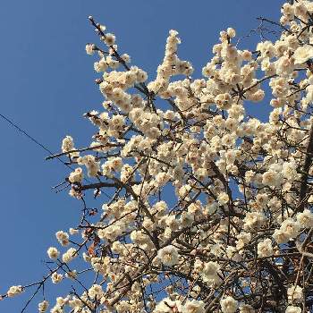 白梅の花の画像 by どんぐりさん | お出かけ先と白梅の花といつもの散歩道と散り掛け