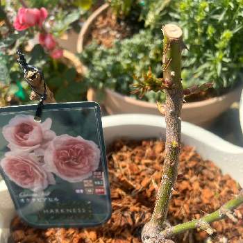 初めての薔薇の画像 by yasuさん | 小さな庭とバラ 鉢植えと初めての薔薇