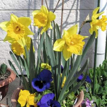 ビタミンカラーのお花も好きの画像 by kumakoさん | 小さな庭とスイセンとパンジーと青い花と黄色の春2022とキュンキュン乙女倶楽部とパンジー・パシオ「ツンブルーブロッチ」とパンジー・パシオシリーズと青い春の花マニアと水仙「ラインベルト・アーリーセンセーション」と幸せの黄色いお花と黄色いお花大好き協会と青いスミレ科マニアと青い花マニアとファンタスティックブルーと3.11とチーム・ブルーとスイセン「ラインベルト・アーリーセンセーション」とキュンキュン乙女倶楽部No190とチーム・ブルーNo.15とビタミンカラーのお花も好きとパンジー・パシオ「クリアイエロー」