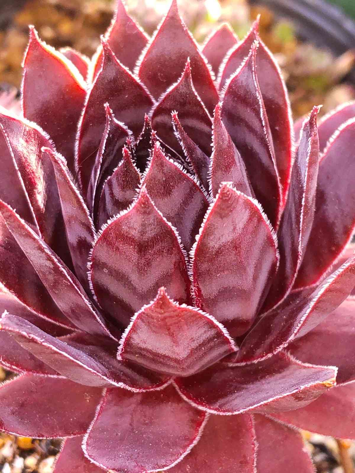 センペルビウム ストロベリー キウイの一覧｜🍀GreenSnap（グリーン