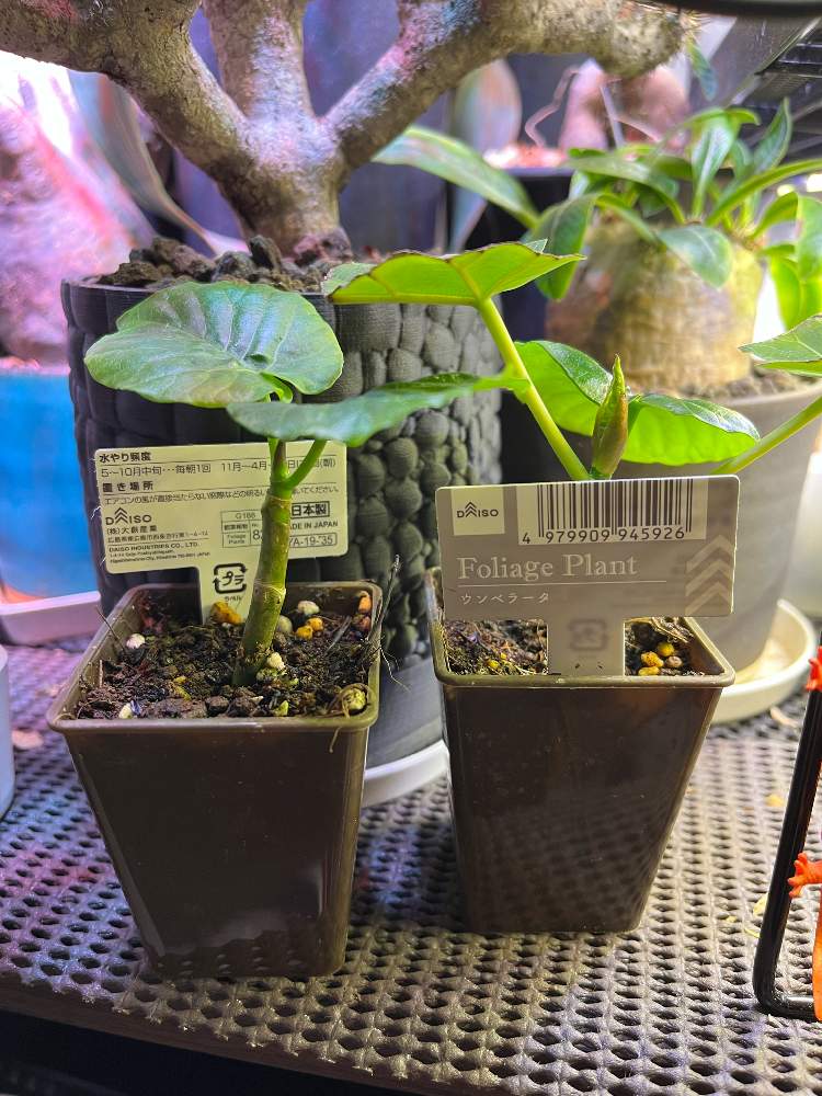 ユーフォルビア ギラウミニアナの投稿画像 By Trgeさん 恵比寿笑いとフィカス ウンベラータとウンベラータと部屋と観葉植物と成長記録とダイソー 産と植中毒と観葉植物と成長記録とダイソー産と植中毒 22月3月11日 Greensnap グリーンスナップ Greensnap