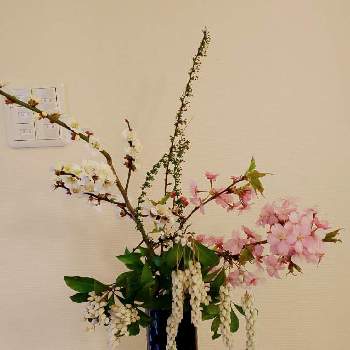 白梅の花の画像 by ミントさん | 部屋と白梅の花とsasukemama倶楽部と馬酔木♡といけばなとさくら
