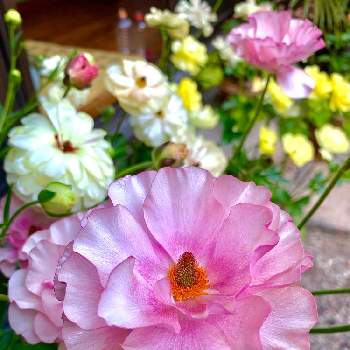 小春日和の画像 by 茶の芽さん | 小さな庭と小春日和とピンクの花と初心者とピンク❤︎ピンクと今日の一枚と綺麗と❇︎ラナンキュラスとラナンキュラスラックス・アウラ