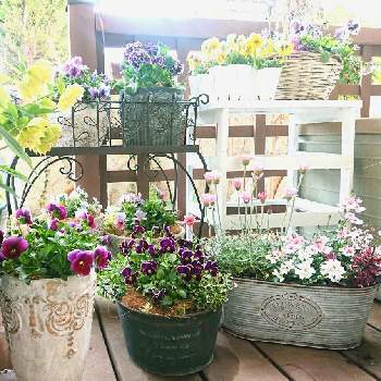 ビオラ・ファルファリアの画像 by ❀すず❀さん | 小さな庭とビオラ エボルベとヌーヴェル ヴァーグとビオラ・パンジーと寄せ植えとパンジー・ドラキュラと3月とお花のある暮らしと鉢植えとビオラ・ファルファリア