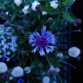 鮮やかなの画像 by ちさとさん | 春のお花と矢車菊。と寄せ植えとはなのある暮らしと寄植えとガーデニングときれいな色と春待ちと鮮やかなとむらさきとチーム・ブルー No.131と(祝)チーム・ブルー2周年と青い春の花マニアと青い寄せ植えマニアとガラスの花瓶と青い花マニアとチーム・ブルー