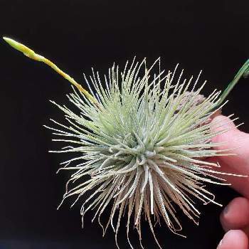 チランジア フックシー フックシーの投稿画像一覧 Greensnap グリーンスナップ