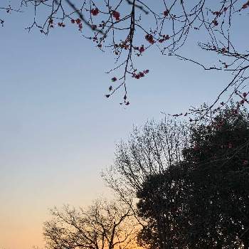 紅梅の花の画像 by taikouさん | 花のある暮らしと夕焼け空と紅梅の花