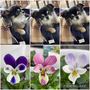 犬のいる暮らしの画像 by Annさん | 部屋とビオラ・パンジーと春が来たと犬のいる暮らしとワンワン祭りと花のある暮らしとお花は癒しと花が好きと大好きビオラ