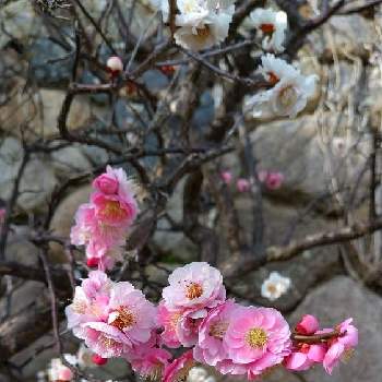 おもいのまま 二色咲き梅 の投稿画像一覧 Greensnap グリーンスナップ