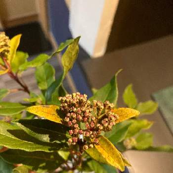 ビバーナム ティナス トキワガマズミ の投稿画像一覧 Greensnap グリーンスナップ