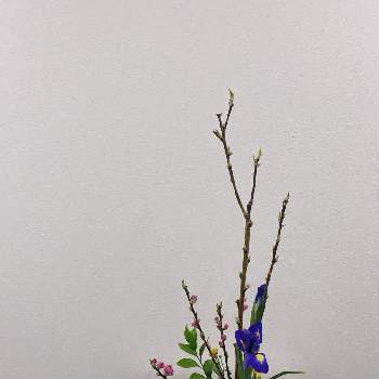 小菊の画像 by yuusagiさん | モモとアイリスと小菊とルスカスと春のお花とflowersと生け花のある暮らしと今日のお花と生花と生け花初心者といけばなと花のある暮らしとお花好きと花が好きと生け花