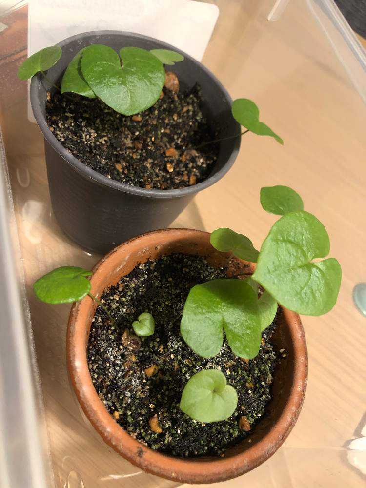 nicemiddle　ブーファン 亀甲竜 パキプス鉢付き　3点11000円 nicemiddle様専用 ブーファン 亀甲竜 パキプス鉢付き 3点11000円