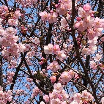 メジロの画像 by まちゃまつさん | お出かけ先と自然大好きとはなのある暮らしと生き物大好きと緑のある暮らしと春の便りと蜂須賀桜の花と乙女色クラブと桜の花♡とメジロと桜の便り
