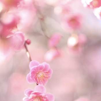 梅の花　ピンクの画像 by toto*coさん | お出かけ先としだれうめ（枝垂れ梅）と枝垂れ梅とうめと梅の花　ピンクと梅の花とウメと植物のある暮らしといつもありがとう♡とお写んぽとちいさな幸せ♡と癒しとオールドレンズとうめのはなとおうち園芸とピンクとお花見と写真が好きと可愛いと花のある暮らしと花が好き