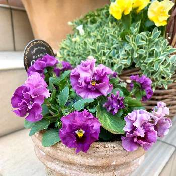 春が楽しみ♡の画像 by みかみかさん | 小さな庭とパンジー・ポンゼヴェール・ココとパンジーとお花大好き♡と今年もと心ほっこりとおうち園芸と元気もらえると春が楽しみ♡と花に癒されると可愛いと花のある暮らしと紫の花