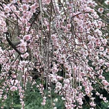 ご近所のお庭の画像 by 梨風さん | シダレウメとご近所のお庭とピンクワールドへ ようこそと毎日ピンクの日とNo  more warと春色ピンク