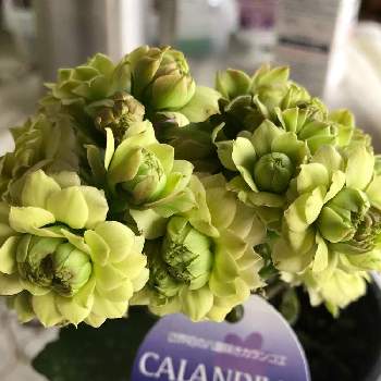 カランコエ カランディーバの投稿画像一覧 Greensnap グリーンスナップ