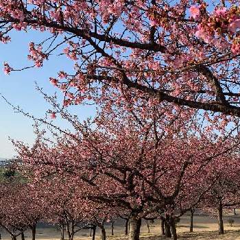 春の陽気‼️の画像 by ケン太さん | お出かけ先と色あざやかと✨✨✨と河津桜❤と春の陽気‼️
