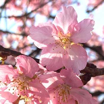 春の陽気‼️の画像 by ケン太さん | お出かけ先と色あざやかと✨✨✨と河津桜❤と春の陽気‼️